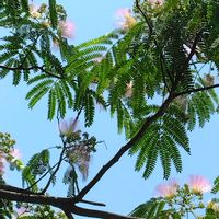 スモークツリー,メラレウカ,ネムの花,モッコクの花,ヤマモモ 実の画像