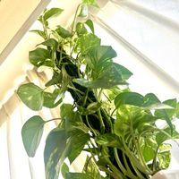 観葉植物,愛情たっぷり,ポトスタワー,日々勉強,成長してる～の画像