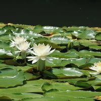 スイレン,キョウチクトウ,白い花,山田池公園の画像