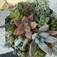寄せ植えその後,多肉寄せ植え,多肉初心者,小さな庭の画像