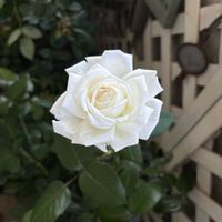 バラ ビブラマリエ！,ベランダガーデン,開花,我が家のバラ,緑のある暮らしの画像