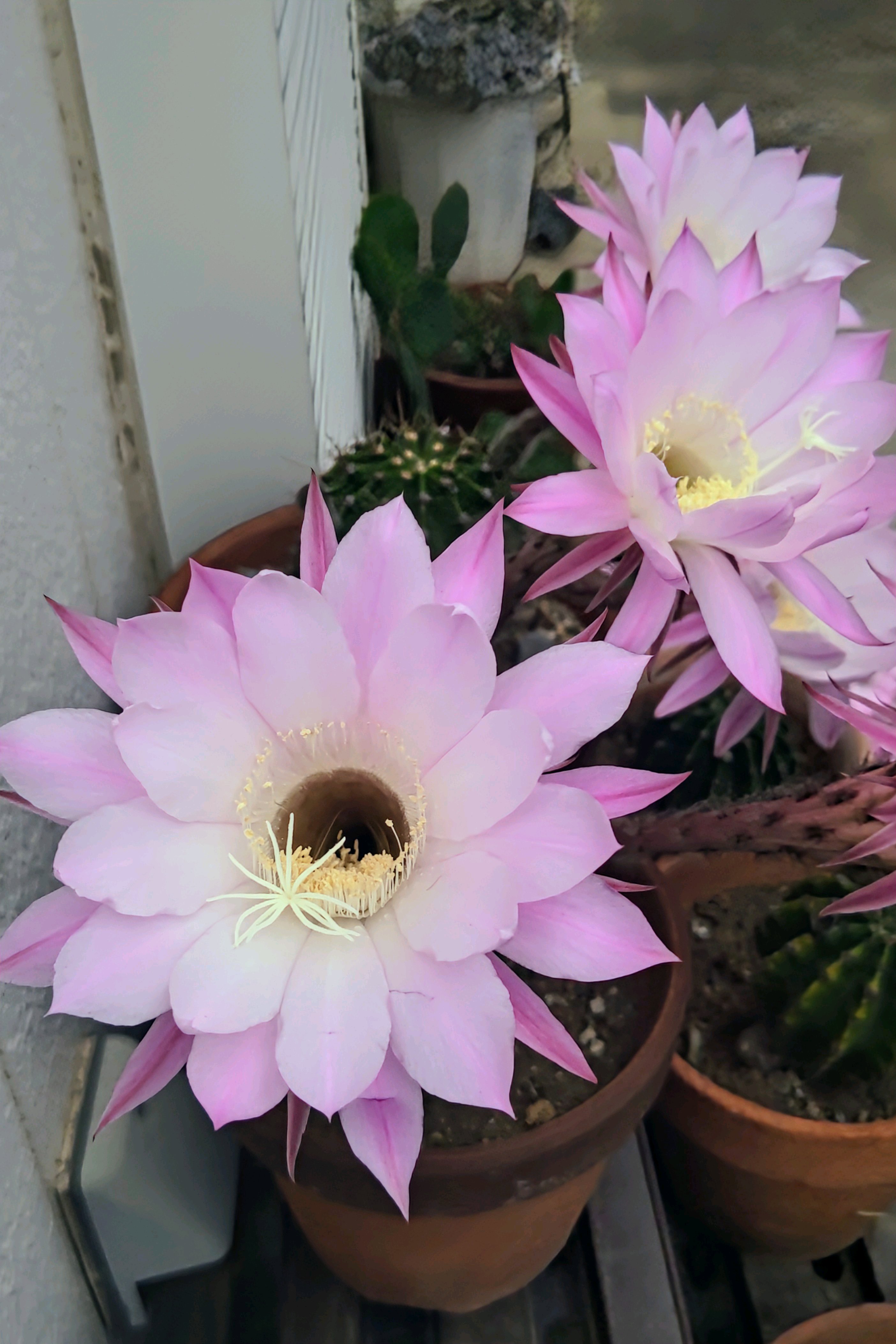 貴重実生品種‼️花サボテン No.N-1レース花弁 濃香 親株 貴重実生品種‼️花サボテン No.N-1レース花弁 濃香 親株 貴重実生品種