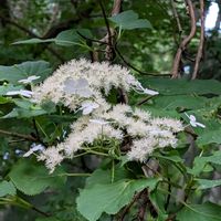 ツルアジサイ,ツルアジサイ,山野草,野草,自生の画像