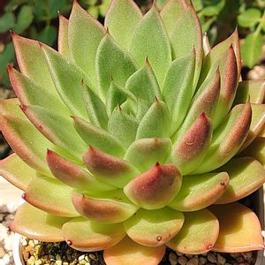 ギルバ,オウンスロー,多肉植物,多肉初心者,ベランダ多肉の画像