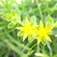 マンネングサ,カタバミ,ニガナ,ノゲシ,山野草の画像
