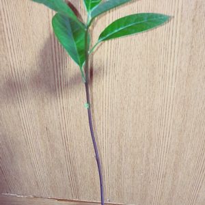 アボガド,アボガド,珍しい植物,和室,テラスの画像