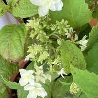マイブーム,花のある暮らし,挿し木から成長,大好きな紫陽花,素敵な出会いに感謝❤️の画像