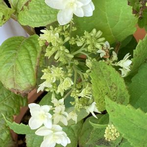 マイブーム,花のある暮らし,挿し木から成長,大好きな紫陽花,素敵な出会いに感謝❤️の画像