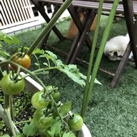 ミニトマト,サマー千果,プランター野菜,いいねありがとうございます♪,ペキニーズあんの画像