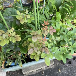 植木鉢,花友さんからのバラ,玄関アプローチの画像