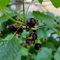 カシス,カシス,カシス,カシスの画像