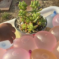 ハナキリン,乙女心,多肉植物,子どもと一緒に,多肉植物が好きな人と繋がりたいの画像