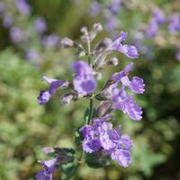 キャットミント,花壇,多年草,梅雨,青空の画像