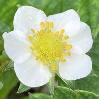 イチゴ,イチゴ,鉢植え,花壇,果物の画像