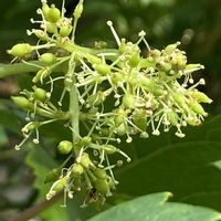 ブドウ,花壇,ガーデニング,つる性植物,庭木の画像