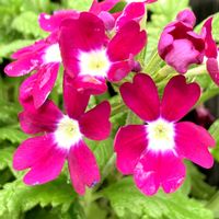 バーベナ,公園,鉢植え,花壇,ガーデニングの画像