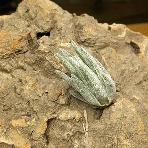 チランジア属,エアープランツ/チランジア,エアプランツ チランジア,チランジア【エアプランツ】,ティランジア属の画像