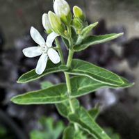 カラー,オステオスペルマム,パルテニウムインテグリフォリウム,種まき,種まき中毒の画像