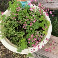 かすみ草,かすみ草,種まきの画像