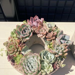 サボテン,多肉植物 寄せ植え,多肉植物いろいろ,多肉植物,リースの画像