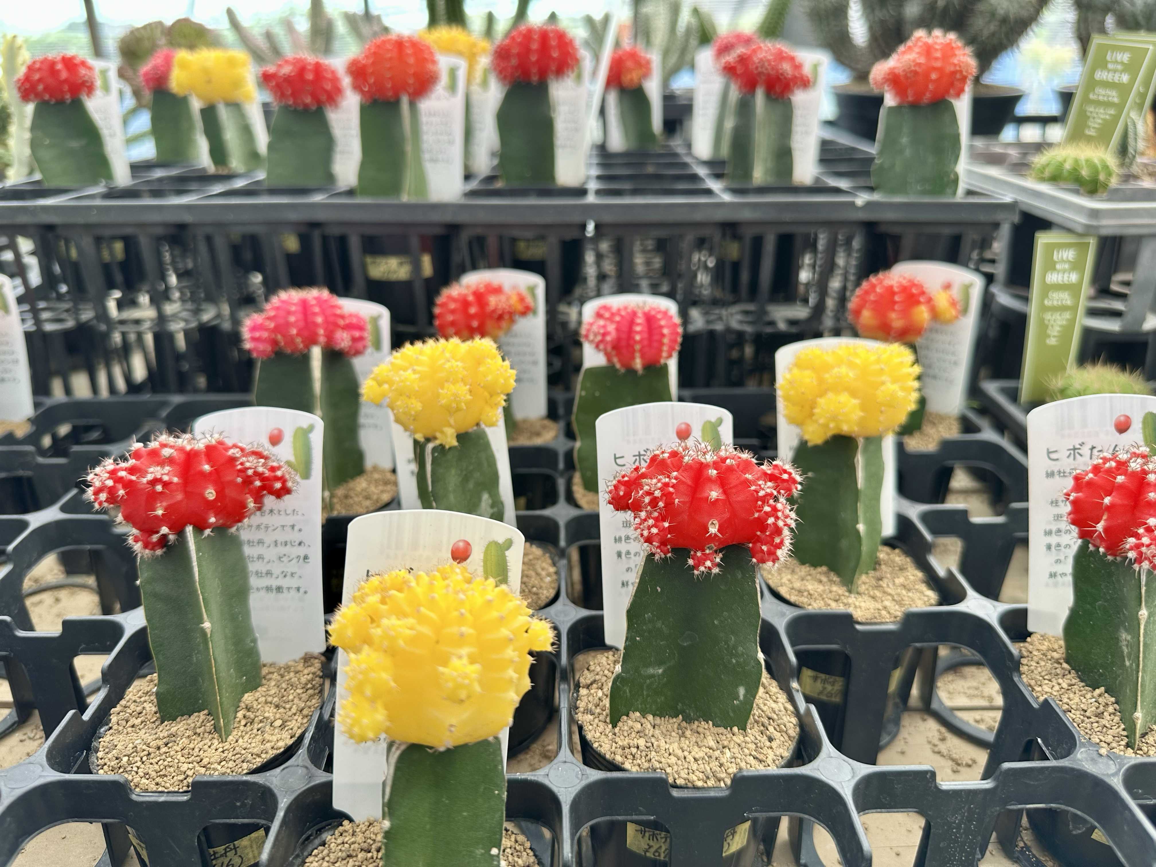 flower village様 Flower Villageのアルバム｜🍀GreenSnap（グリーンスナップ）