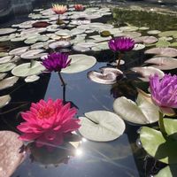 スイレン,睡蓮,水草,ビオトープ,熱帯睡蓮の画像
