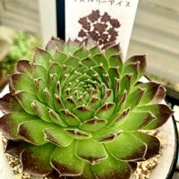 ラズベリーアイス,Mr.B,Mr.B,センペル寄せ植え,ラズベリーアイス♡の画像