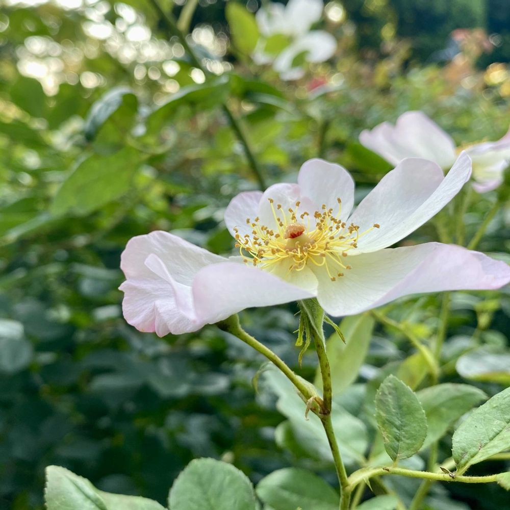 　米太郎さんの港の見える丘公園への投稿