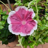 朝顔 団十郎,鉢植え,明るい日陰,プランター,ガーデニング初心者の画像