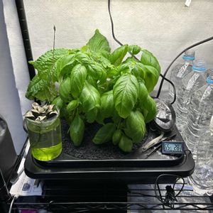 シソ,水耕栽培,水耕栽培中,バジルを食べたい！,バジル ハーブの画像