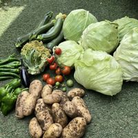 ジャガイモ,ミニトマト,レタス,ピーマン,ロマネスコの画像