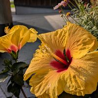 ハイビスカス,ビタミンカラー,玄関先,幸せの黄色いお花,【額縁シリーズ】の画像