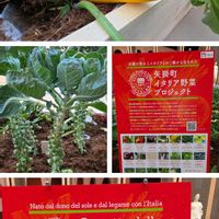 アーティチョーク,バジル,フェンネル,ルッコラ,ロマネスコの画像