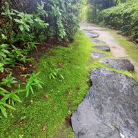 アジサイ,アジサイ,苔(コケ),竹林の小径,トールペイント　アジサイの画像