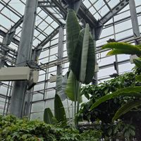 旅人の木,お出かけ先の画像