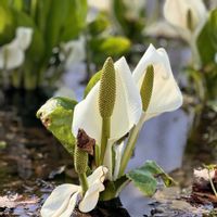 ミズバショウ, 山野草,山野草,白い花,花のある暮らしの画像