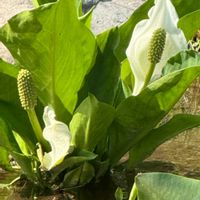 ダリア,ダリア,トレニア,トレニア,ミズバショウの画像