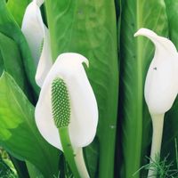 ミズバショウ,ミズバショウ,高山植物,白い花,過去picの画像