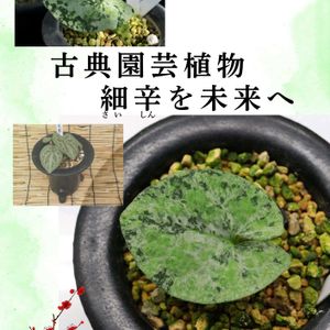 カンアオイ,寒葵,和風,観葉植物,鉢植えの画像