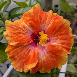ハイビスカス,頂き物,花のある暮らし,挿し木から成長,多様性を愛する会の画像