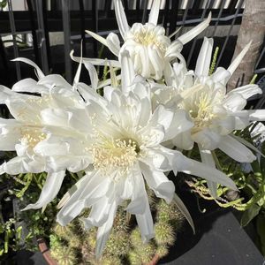 エキノプシス 短毛丸,短毛丸,ジャンク,ジャンクガーデン,シャビーの画像