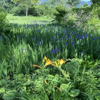 カキツバタ,カキツバタ,ニッコウキスゲ,ニッコウキスゲ,ニッコウキスゲの画像