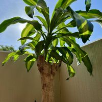 ドラセナ,ドラセナ マッサンゲアナ(幸福の木),観葉植物,熱帯植物,南国植物の画像