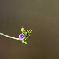 チランジア,エアプランツ,エアプランツ チランジアの画像