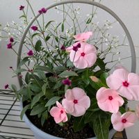 ニチニチソウ,千日紅 千紅花火,寄せ植え,花のある暮らし,ユーフォルビアダイアモンドフロストの画像