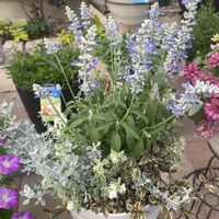 寄せ植え,お花好きの画像