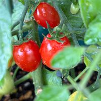 ミニトマト,ミニトマト,プランター野菜,収穫,真っ赤の画像