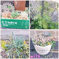 ルビーネックレス,銘月,コンパクツム,パリダム,ピーチネックレスの画像