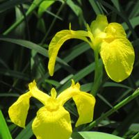 カキツバタ,キショウブ,コアジサイ,キリガミネヒオウギアヤメ,ゼンテイカの画像