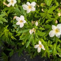 ニリンソウの画像